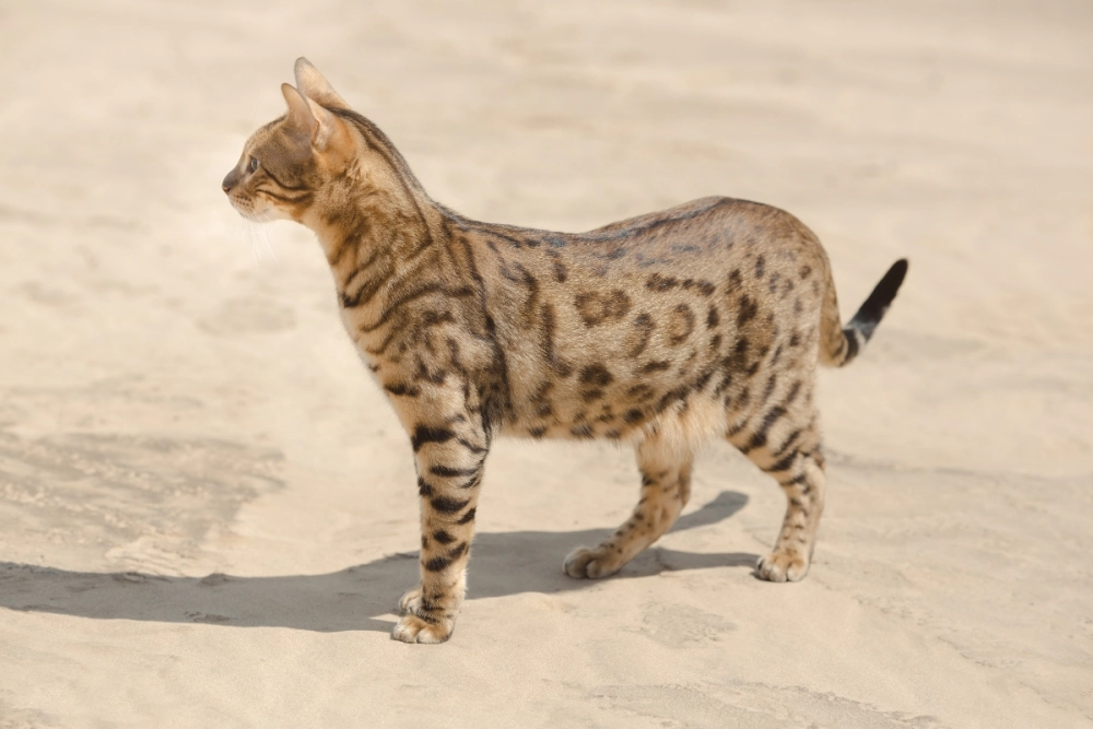 Đặc điểm mèo savannah với đôi tai to và đôi chân dài