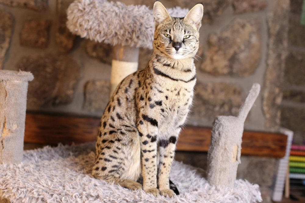 Mèo savannah f2 sở hữu bộ lông đốm đen rõ nét