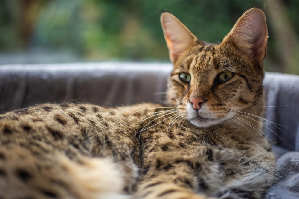 Địa chỉ mua mèo savannah tại việt nam uy tín nhất