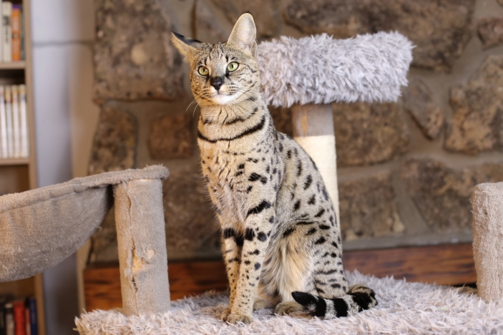 Mèo savannah rẻ nhất màu lông sáng đẹp mắt