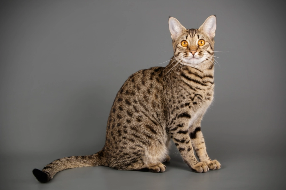 Kích thước mèo savannah trưởng thành so với mèo nhà