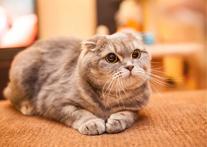 Khám phá vẻ dễ thương của ảnh Mèo Scottish Fold