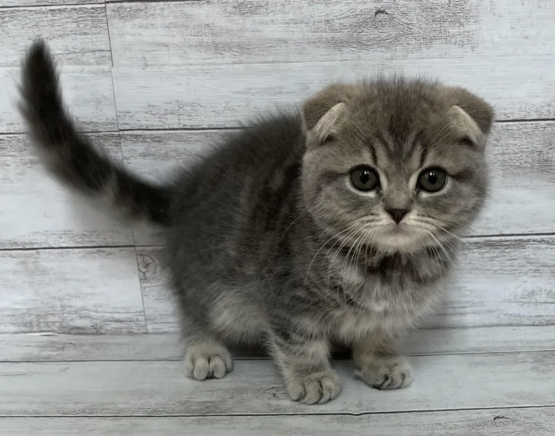 Chiêm ngưỡng Hình ảnh Mèo Scottish Fold đáng yêu