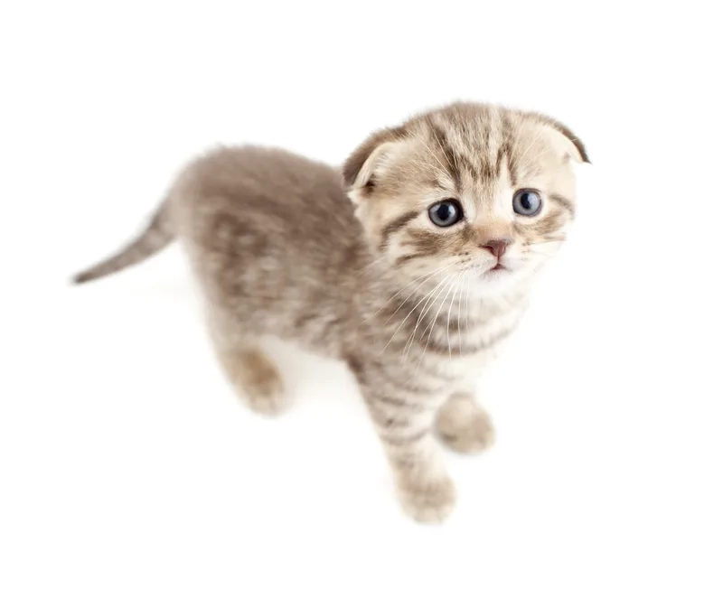 Ngắm trọn vẻ đẹp Mèo Scottish Fold lông dài