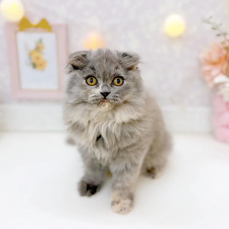 Xem ngay hình ảnh mèo Scottish Fold đẹp hot nhất