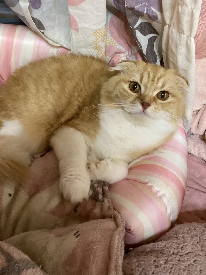 Tất tần tật thông tin mèo Scottish Fold bạn cần biết