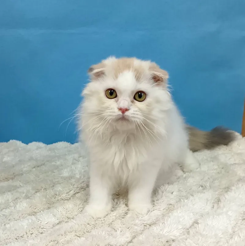 Nhận biết đặc điểm mèo Scottish Fold chuẩn xác