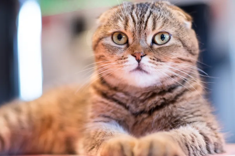 Khám phá tính cách mèo Scottish Fold dễ thương và hiền