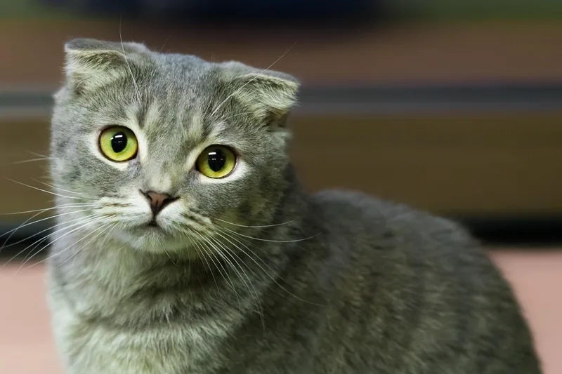 Tìm hiểu Nguồn gốc Mèo Scottish Fold đầy thú vị