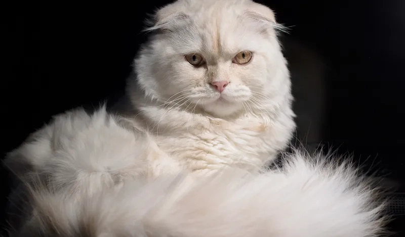 Ngắm trọn ảnh Mèo Scottish Fold đáng yêu mọi lúc