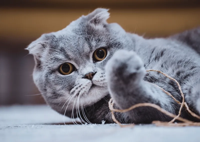 Nhận biết mèo Scottish Fold thuần chủng chuẩn xác