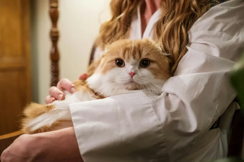 Tham khảo bộ sưu tập hình Mèo Scottish Fold chất lượng