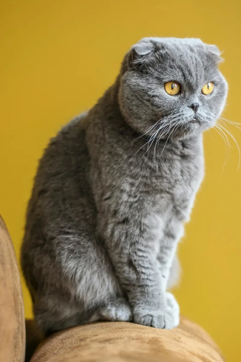 Khám phá mèo Scottish Fold tai cụp đặc điểm nổi bật