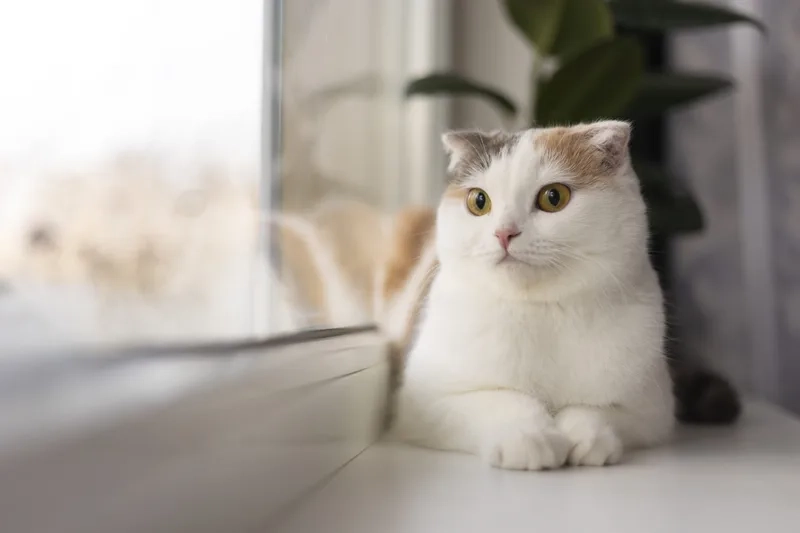Yêu thương thú cưng mèo Scottish Fold mọi lúc mọi nơi