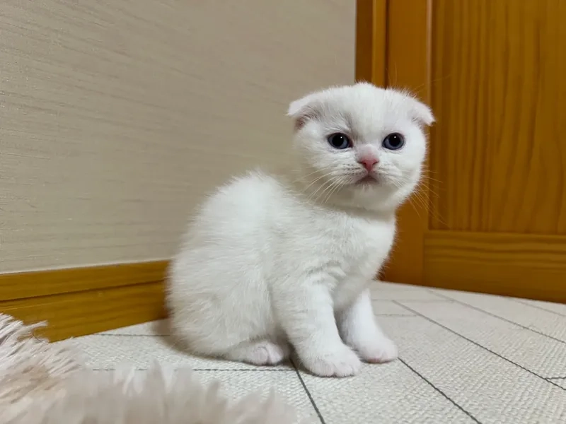 Bí kíp nuôi mèo Scottish Fold tại nhà dễ dàng