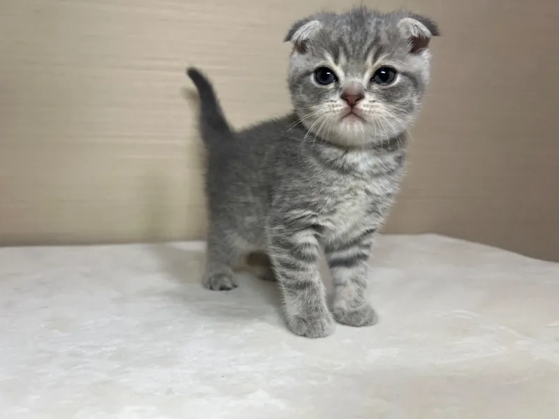 Chiêm ngưỡng Mèo Scottish Fold đẹp sang trọng