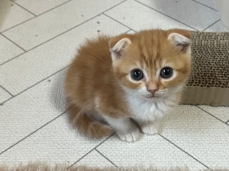 Nguồn gốc của mèo Scottish Fold đầy bí ẩn và quyến rũ