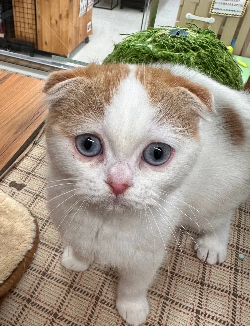 Chia sẻ kinh nghiệm nuôi mèo Scottish Fold từ chuyên gia