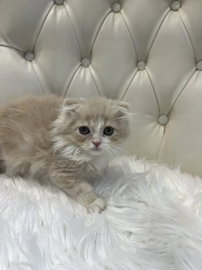 Ngắm bộ sưu tập ảnh Mèo Scottish Fold đẹp chất lượng