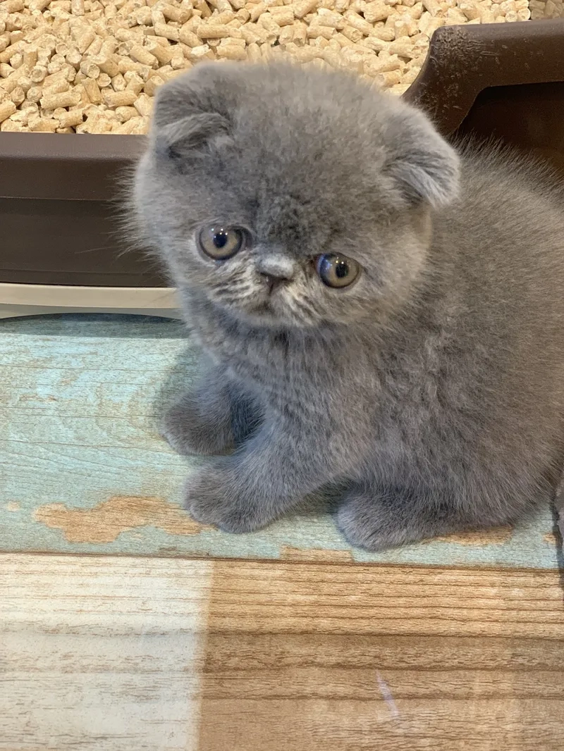 Giải pháp sở hữu mèo Scottish Fold giá rẻ uy tín