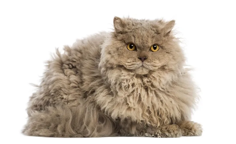 Khám phá vẻ dễ thương của ảnh Mèo Selkirk Rex