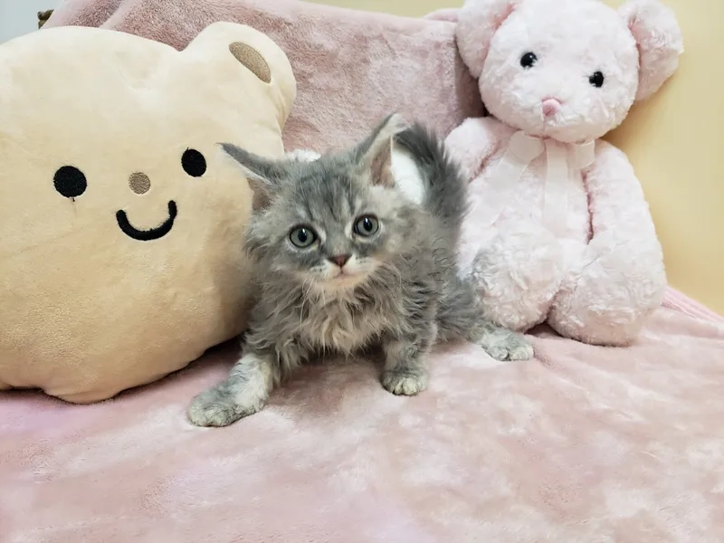 Ngắm bộ lông xinh xắn ảnh mèo selkirk rex
