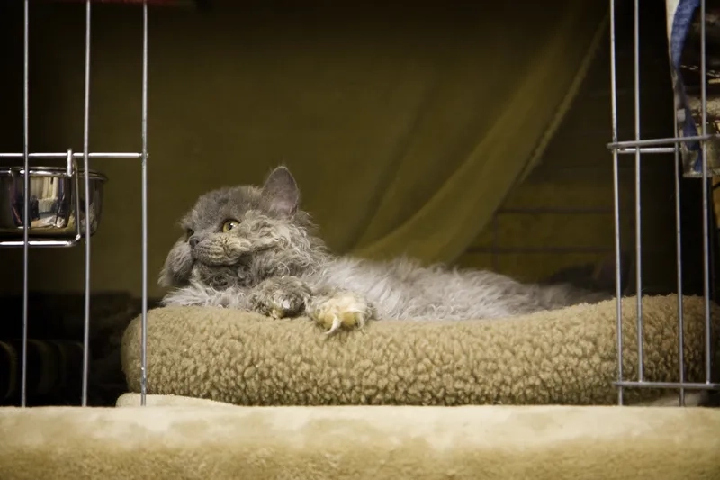 Thú cưng đáng yêu hình mèo selkirk rex