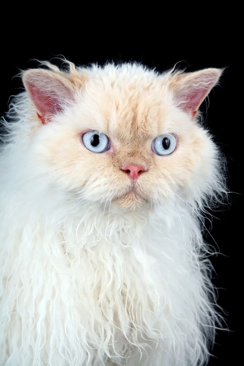 Bộ sưu tập tuyệt đẹp hình ảnh mèo Selkirk Rex đẹp