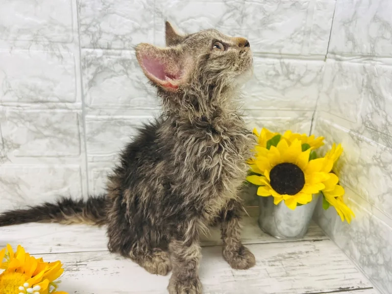 Tìm hiểu chi tiết thông tin mèo Selkirk Rex