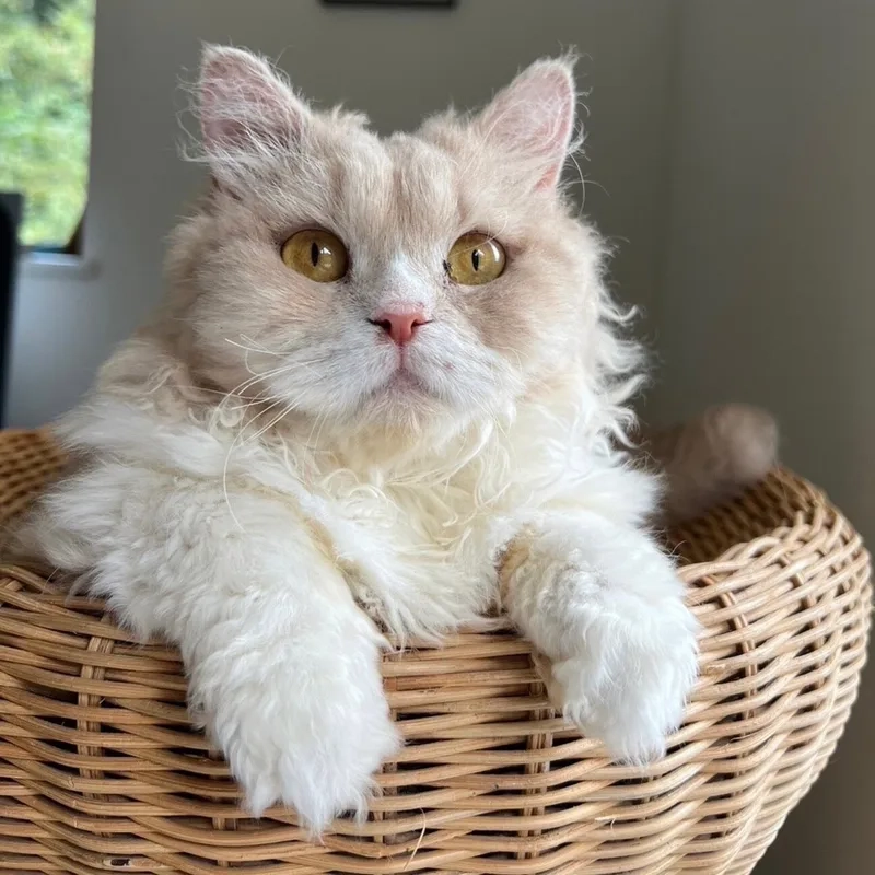 Nhận biết nhanh đặc điểm mèo Selkirk Rex