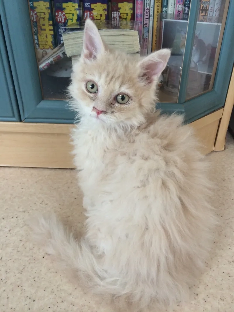 Khám phá tính cách thú vị tính cách mèo Selkirk Rex