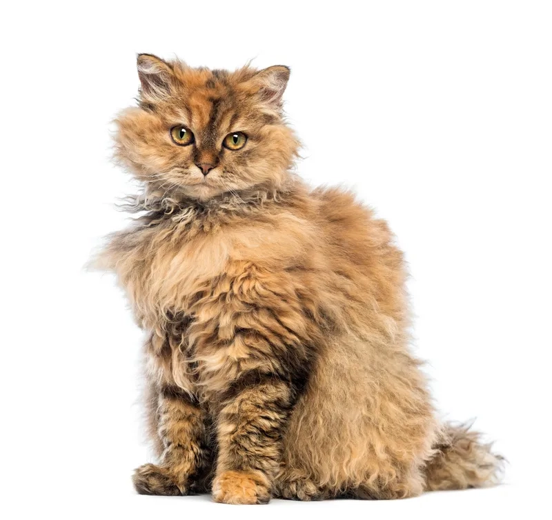 Tổng hợp bộ sưu tập Hình ảnh Mèo Selkirk Rex