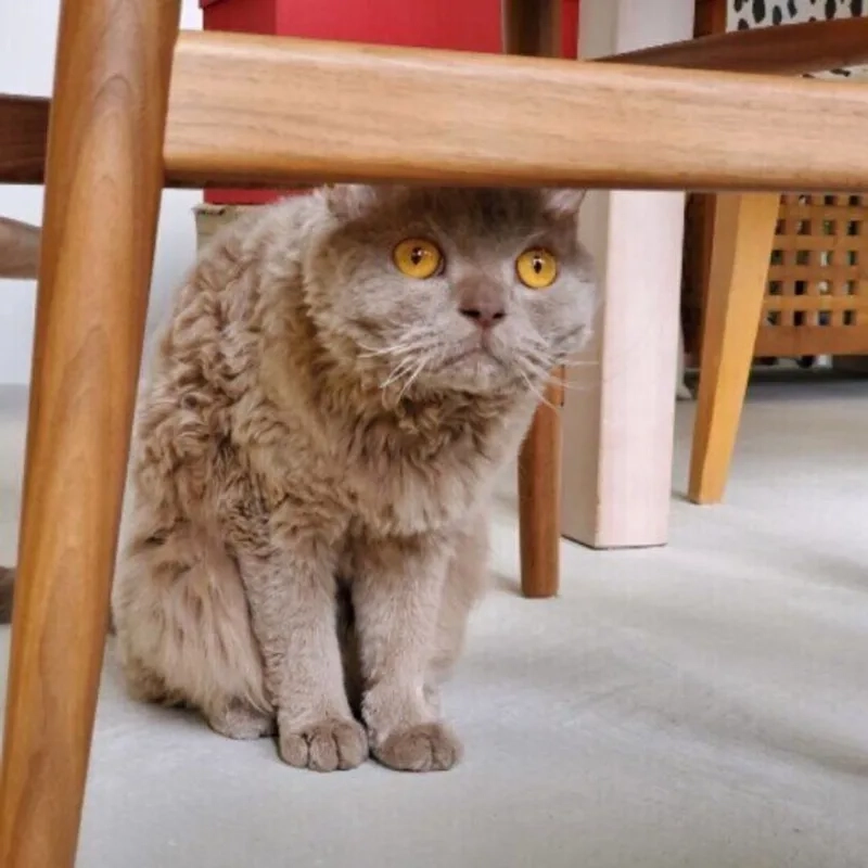 Khám phá lịch sử Nguồn gốc Mèo Selkirk Rex