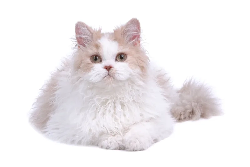 Nuôi dưỡng chất lượng mèo Selkirk Rex thuần chủng