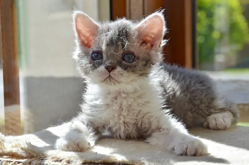 Nguồn gốc của mèo Selkirk Rex cực kỳ thú vị và hấp dẫn