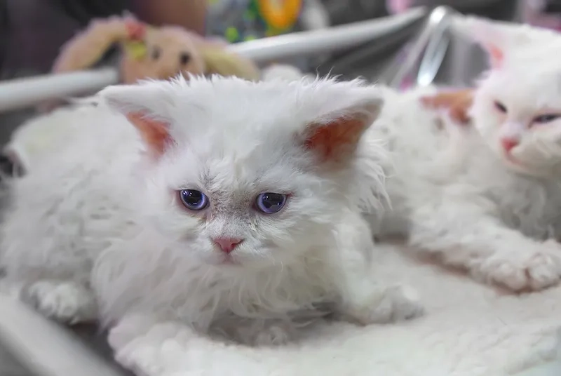Hướng dẫn chi tiết nuôi mèo Selkirk Rex tại nhà