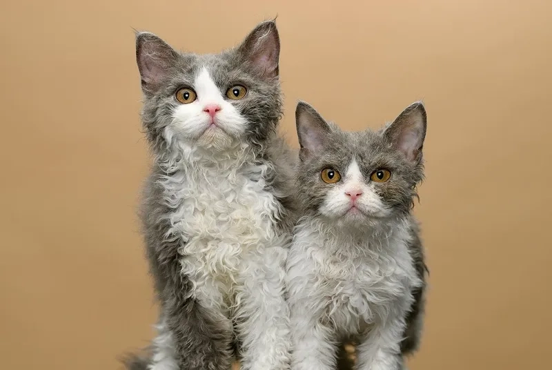 Ngắm bộ lông mềm mại Mèo Selkirk Rex đẹp