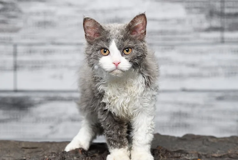 Khám phá sự đa dạng Màu sắc Mèo Selkirk Rex