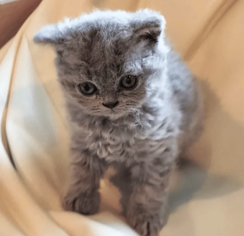 Thông tin quan trọng Mèo Selkirk Rex giá bao nhiêu
