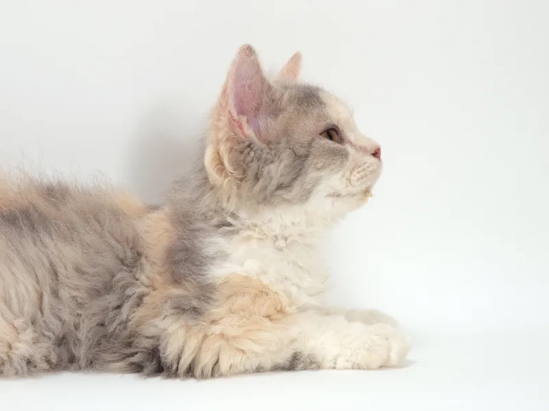 Chia sẻ kinh nghiệm hay kinh nghiệm nuôi mèo Selkirk Rex