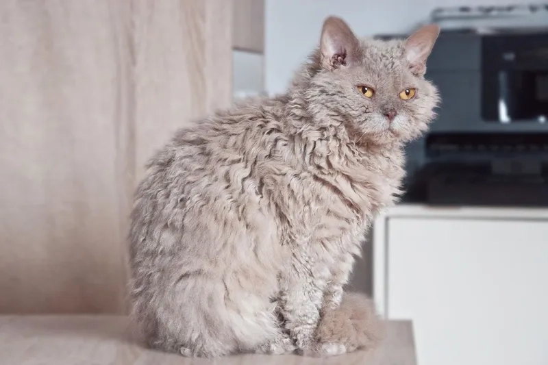 Mua bán tiện lợi Bán Mèo Selkirk Rex tại Việt Nam