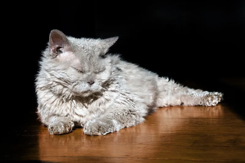 Thông tin thú vị về tuổi thọ mèo Selkirk Rex