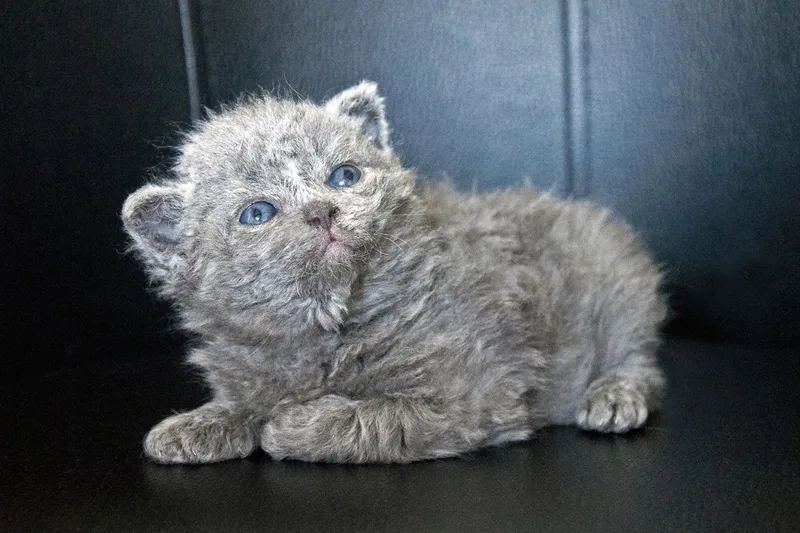 Kích thước lý tưởng của kích thước mèo Selkirk Rex khi trưởng thành