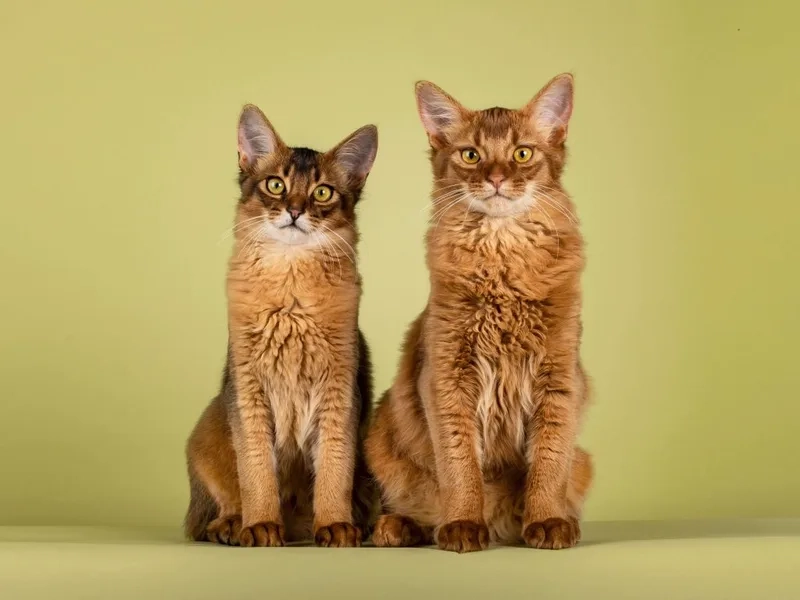 Thú cưng nhỏ xinh mèo Somali kitten