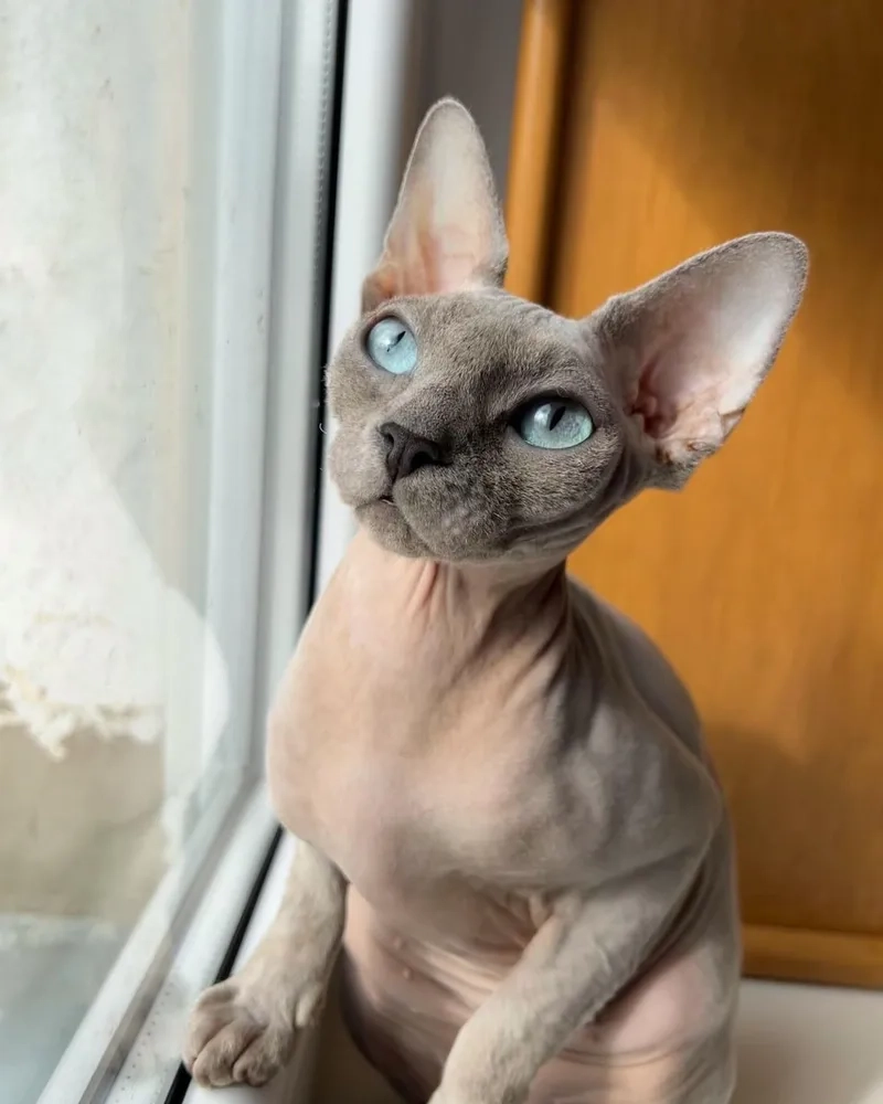 Khám phá vẻ đẹp đáng yêu của ảnh Mèo Sphynx