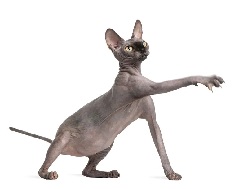 Tìm hiểu ngay giá mèo Sphynx mới nhất hôm nay