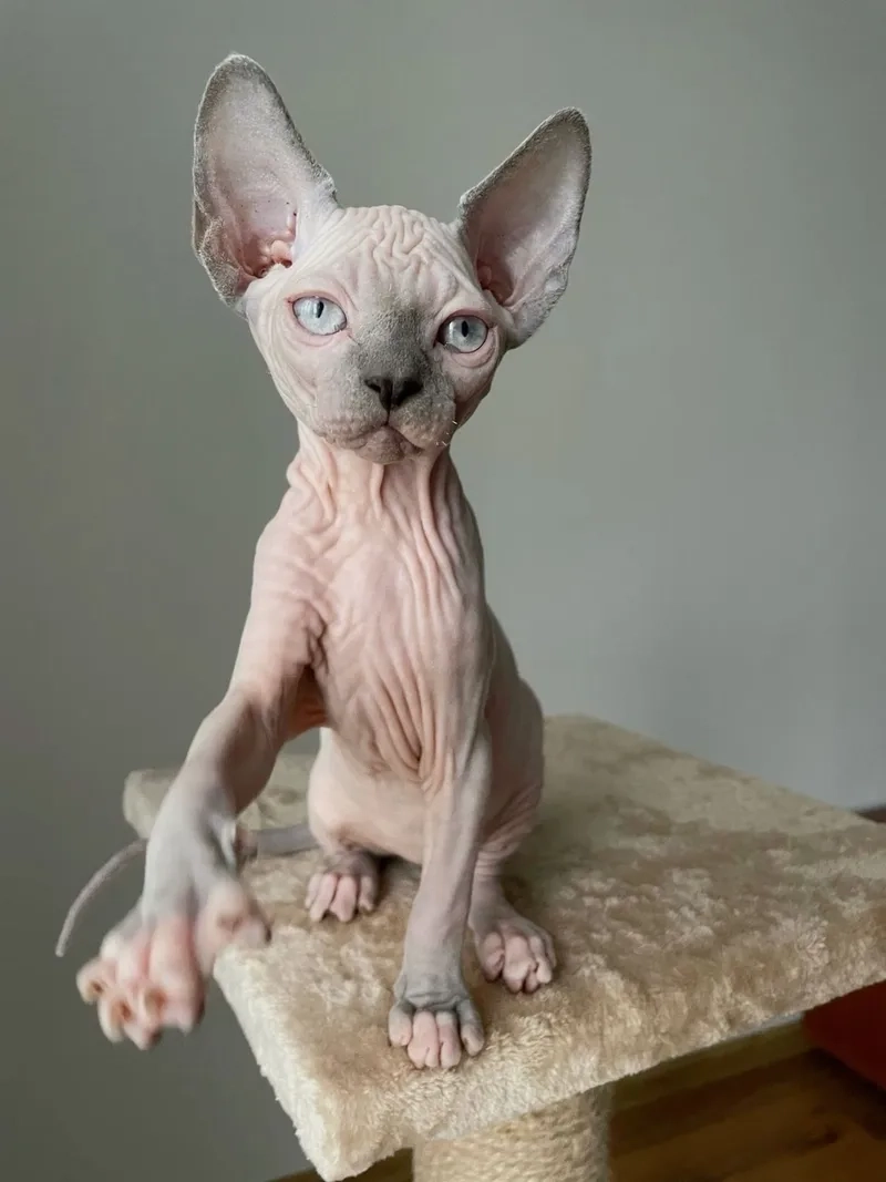 Xem bộ sưu tập hình ảnh mèo Sphynx đẹp hot nhất