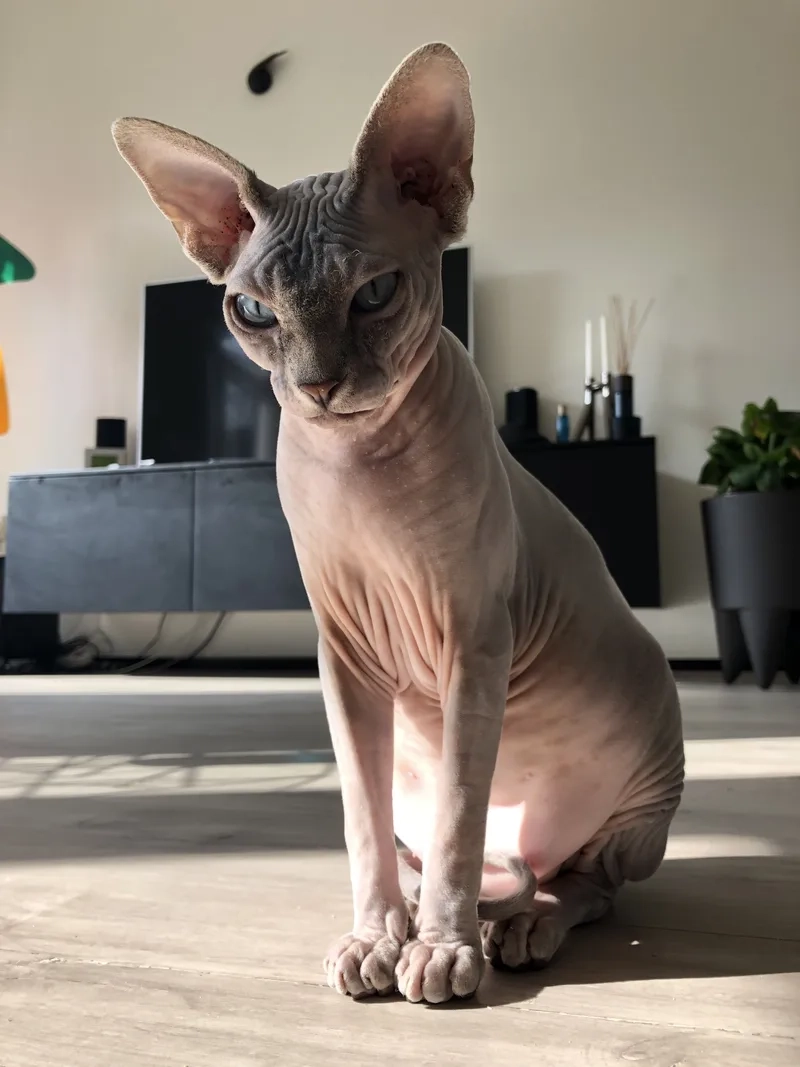 Ngắm ngay Hình ảnh Mèo Sphynx đầy cuốn hút
