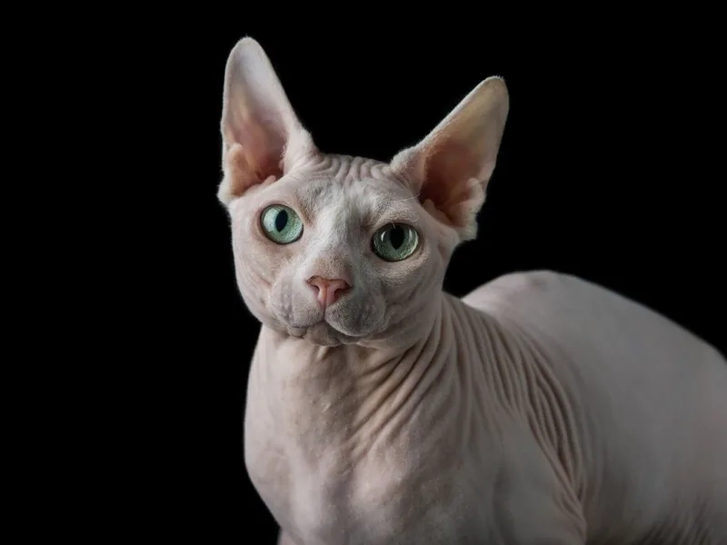 Kết hợp thông minh Mèo Sphynx lai Anh lông ngắn