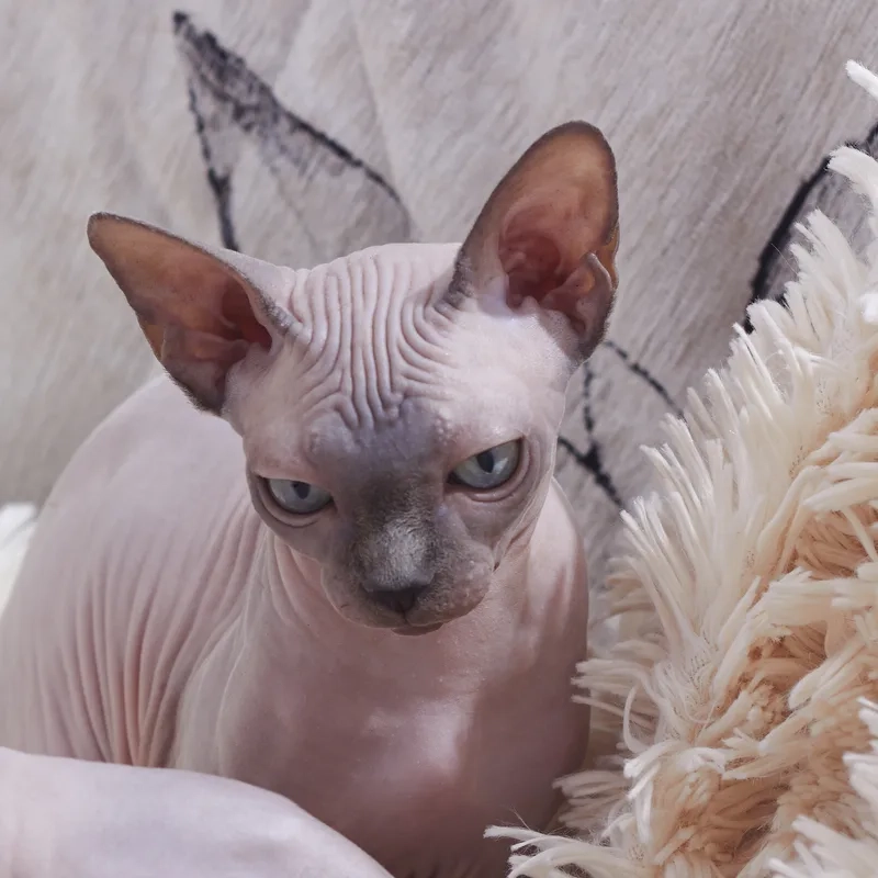 Nguồn gốc và tính cách của Mèo Sphynx nhập khẩu